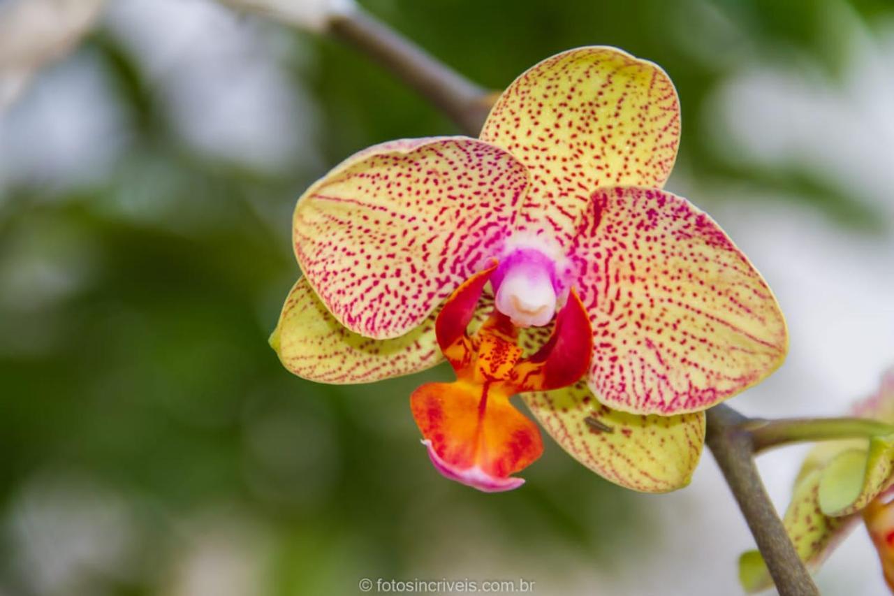 Pousada Natureza Divina ปาราตี ภายนอก รูปภาพ