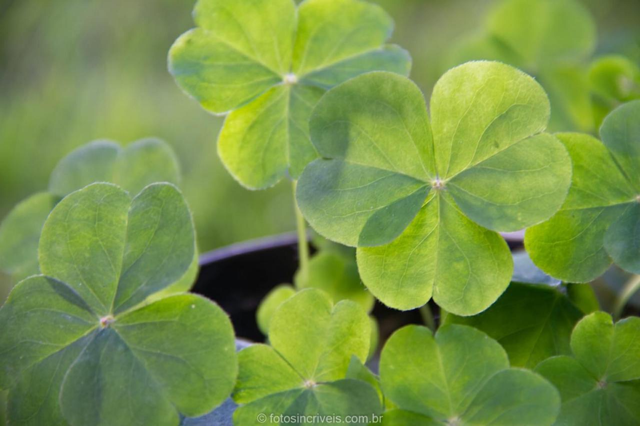 Pousada Natureza Divina ปาราตี ภายนอก รูปภาพ