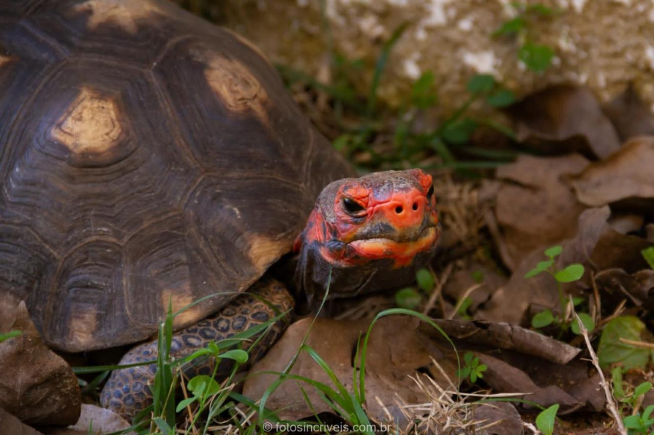 Pousada Natureza Divina ปาราตี ภายนอก รูปภาพ